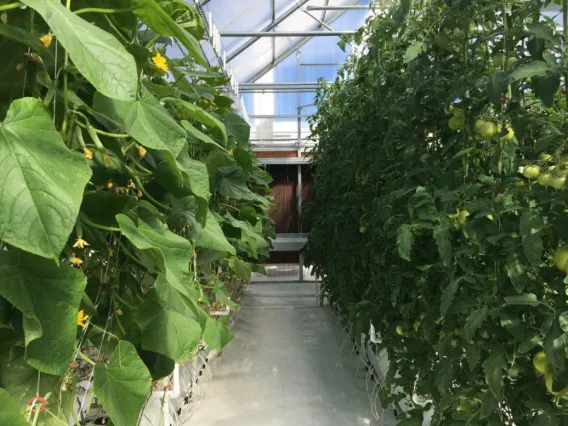 Inside of Rooftop greenhouse